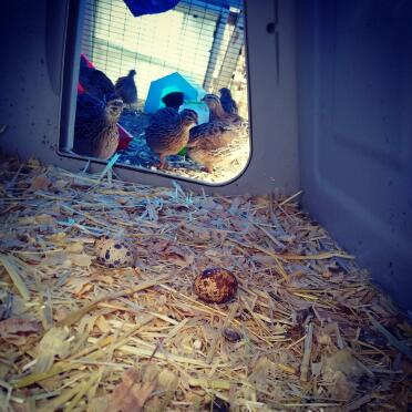 Rabbit hutch is perfect for quail