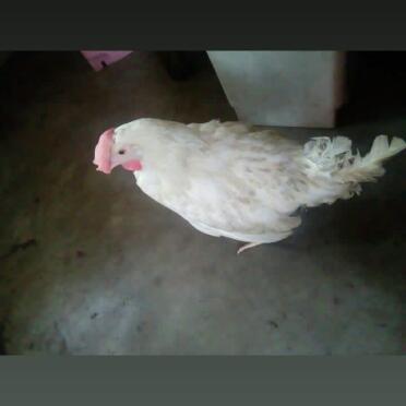 Rescued chicken