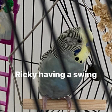 Ricky having a swing!