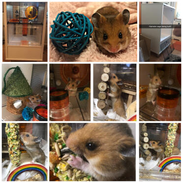 Rolo loves his home, treats and his accessories 