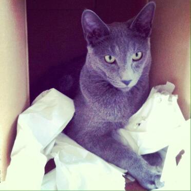 Nochi Blue Boy