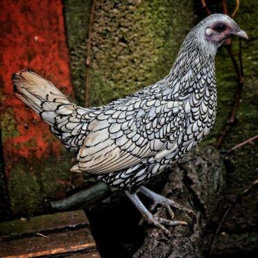 Evies Sebright Bantam namens Sicamore
