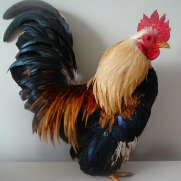 il mio gallo serama ♡♡♡