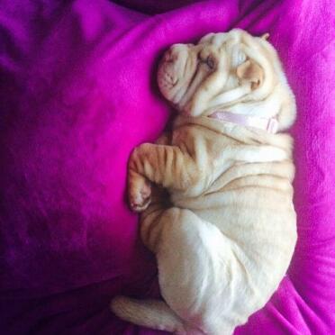 What a snoozy pup!