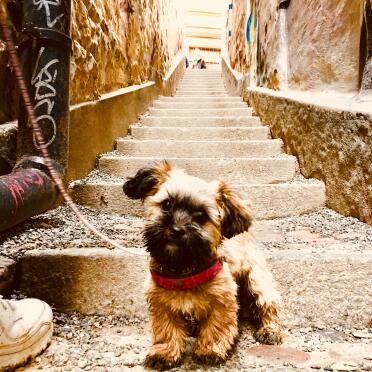 Shih Tzu being walked