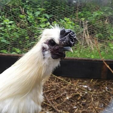 Chicken in run