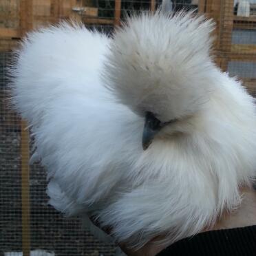 mein Seidenpullet