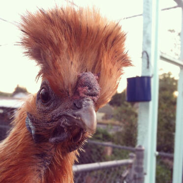 Königin Fadonna - Haustier Silkie.