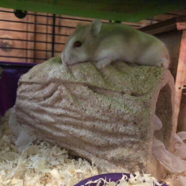 Cinnamon exploring her new toys