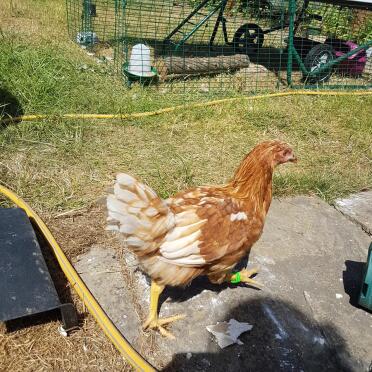 Meryl Cheep today
