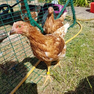 Miss Yolko this week 