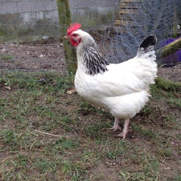 Leichtes Sussex Pullet