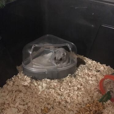 Hamsters love to have little dust baths!