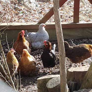 Our 1a hens
