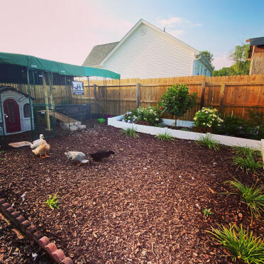 Welcome to Duckingham Palace!
