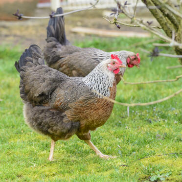 Silber Entenflügel Hühner