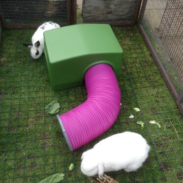 Miffy & Smudge enjoying their new house and tube.