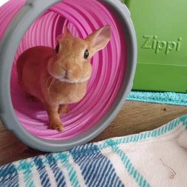My new bunnies loves running through the tunnels. super happy with purchase 