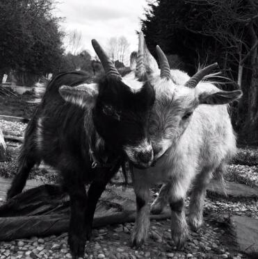 Dave (links) & pete, meine pygmäen Goats 