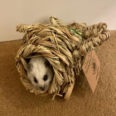Sushi is flying off to visit Omlet!