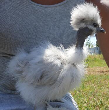 Splash Silkie Showgirl