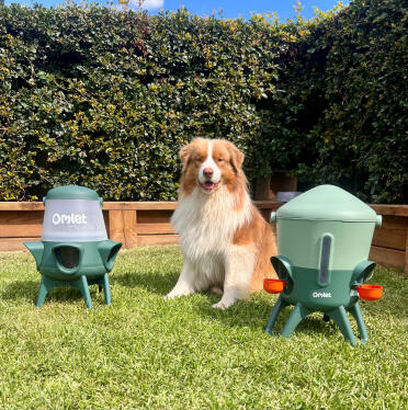 Even my aussie is impressed with the new products!