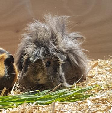 This sweet guinea pig is called Ethel!