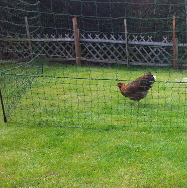glückliches Huhn 