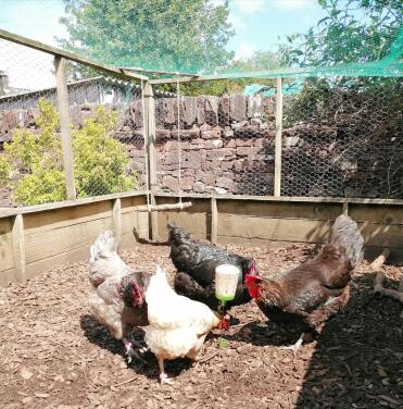 My girls are daft for their poppy pecker! 