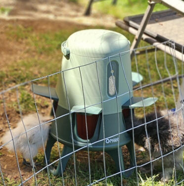 My two month old headless Showgirl silkie 