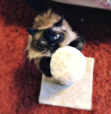 Cat's love to scratch.