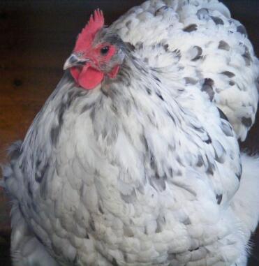 Meine Dame