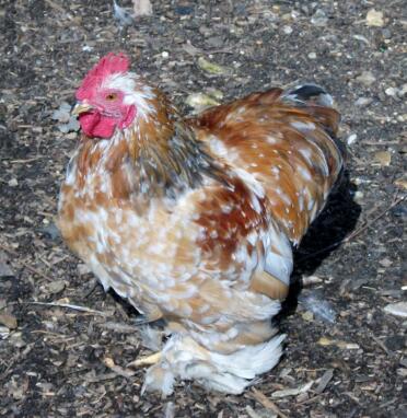 Millefleur pekin cockerel