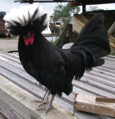 Wiggy - Polen Hahn