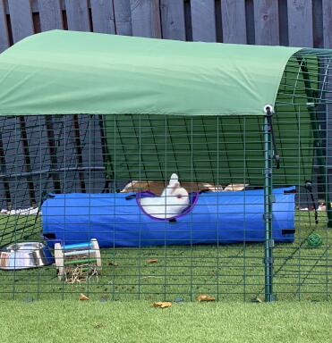 Olaf loves his tunnel it’s his favourite place to play 