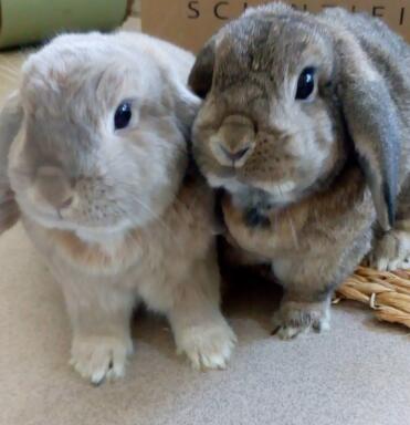 Peter und pippa, geschwisterchen, mini lop