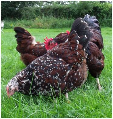 Meine Marans