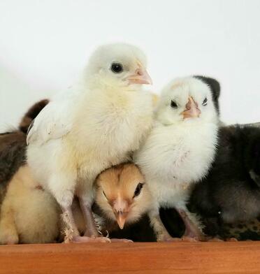 Easter Egger spielt Peek-a-Boo mit Splash Marans Küken