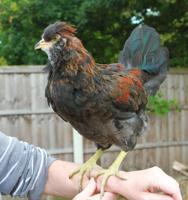 Mein wunderschöner, super süßer, rot-schwarzer Araucana-Junge im Alter von 11 Wochen