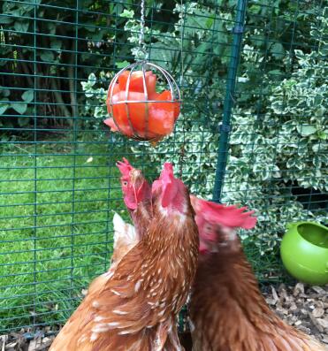 Le signore amano attaccare la loro palla di cibo piena di pomodori!