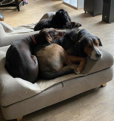 All the dogs love this bed