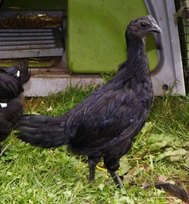Ayam Cemani Küken