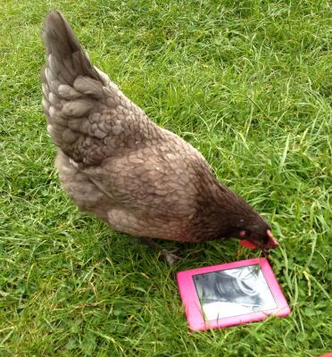 Golfball loves a good book!