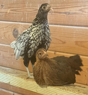 PiGeon en olive zijn beste vriendinnen.