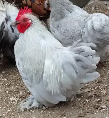 PEKIN