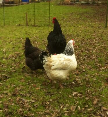 My sussex chickens are very sociable.