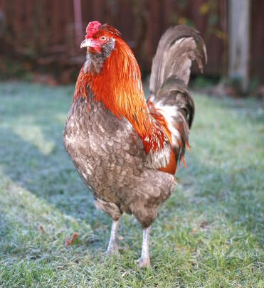 Blauer roter Araucana-Hahn