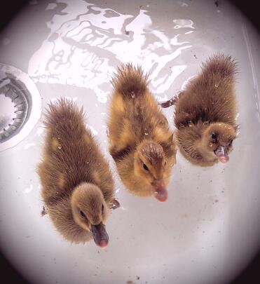 Ducks love to swim