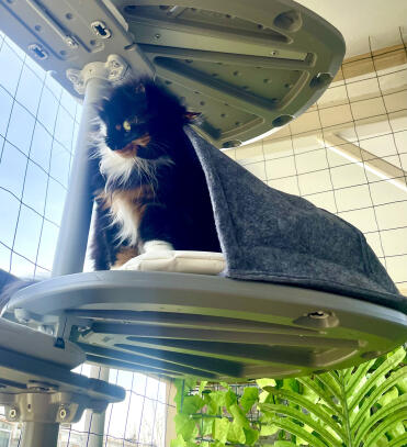 Illios adore cette cachette amusante