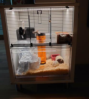 Perfect accommodation for four mouse girls